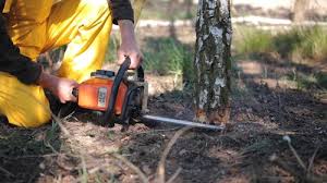 Best Lawn Maintenance Plans  in Beaumont, CA