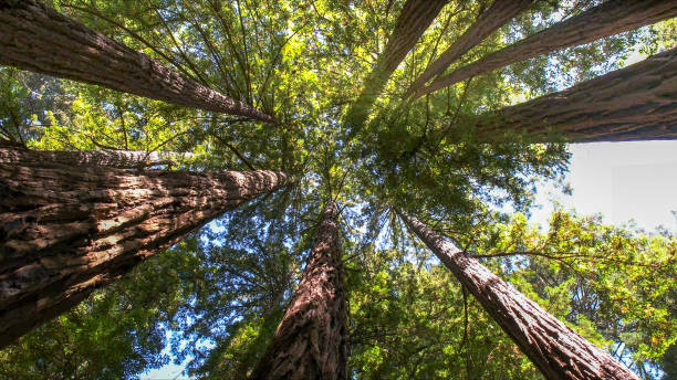 Best Tree Cabling and Bracing  in Beaumont, CA