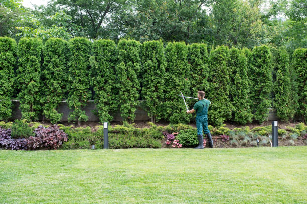 Best Arborist Consultation Services  in Beaumont, CA