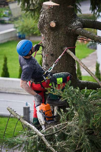 Trusted Beaumont, CA Tree Removal Experts