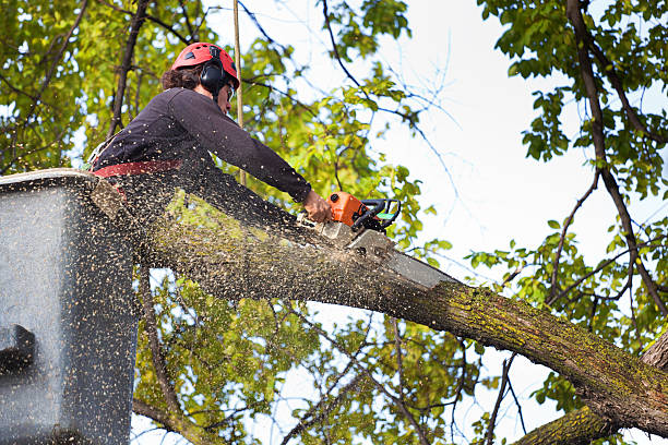 Best Root Management and Removal  in Beaumont, CA