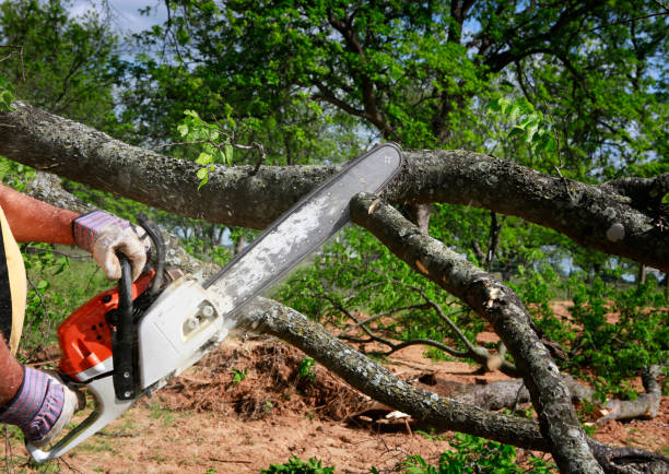 Best Tree Preservation Services  in Beaumont, CA